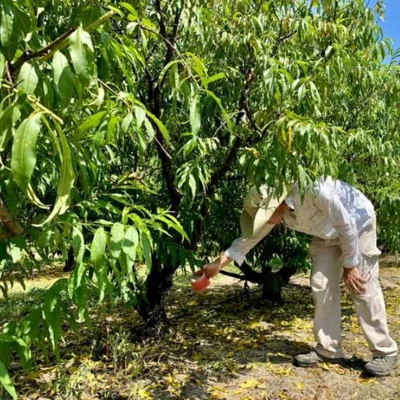 thumbnail for publication: Nutrient Management in Low-Chill Peach Orchards: Guidelines for Fertilizer Rate Application in Florida Subtropical Climate